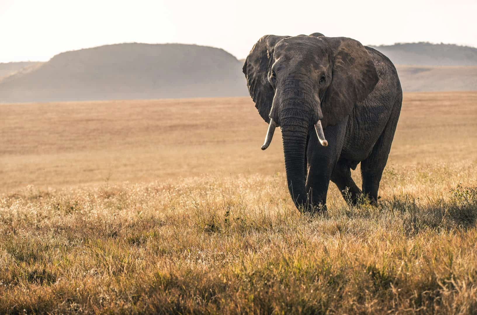 Elephant roaming the vast Kenyan savanna at golden hour