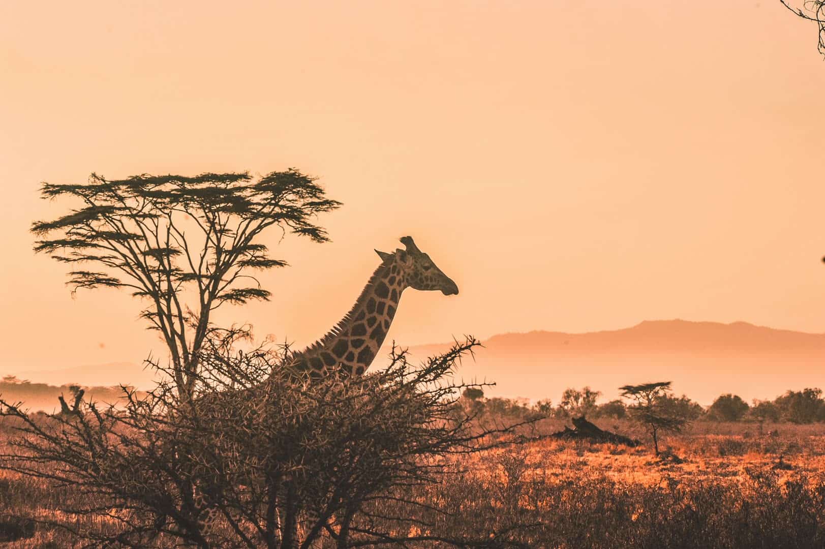 Giraffe silhouetted against a blazing Kenyan sunset