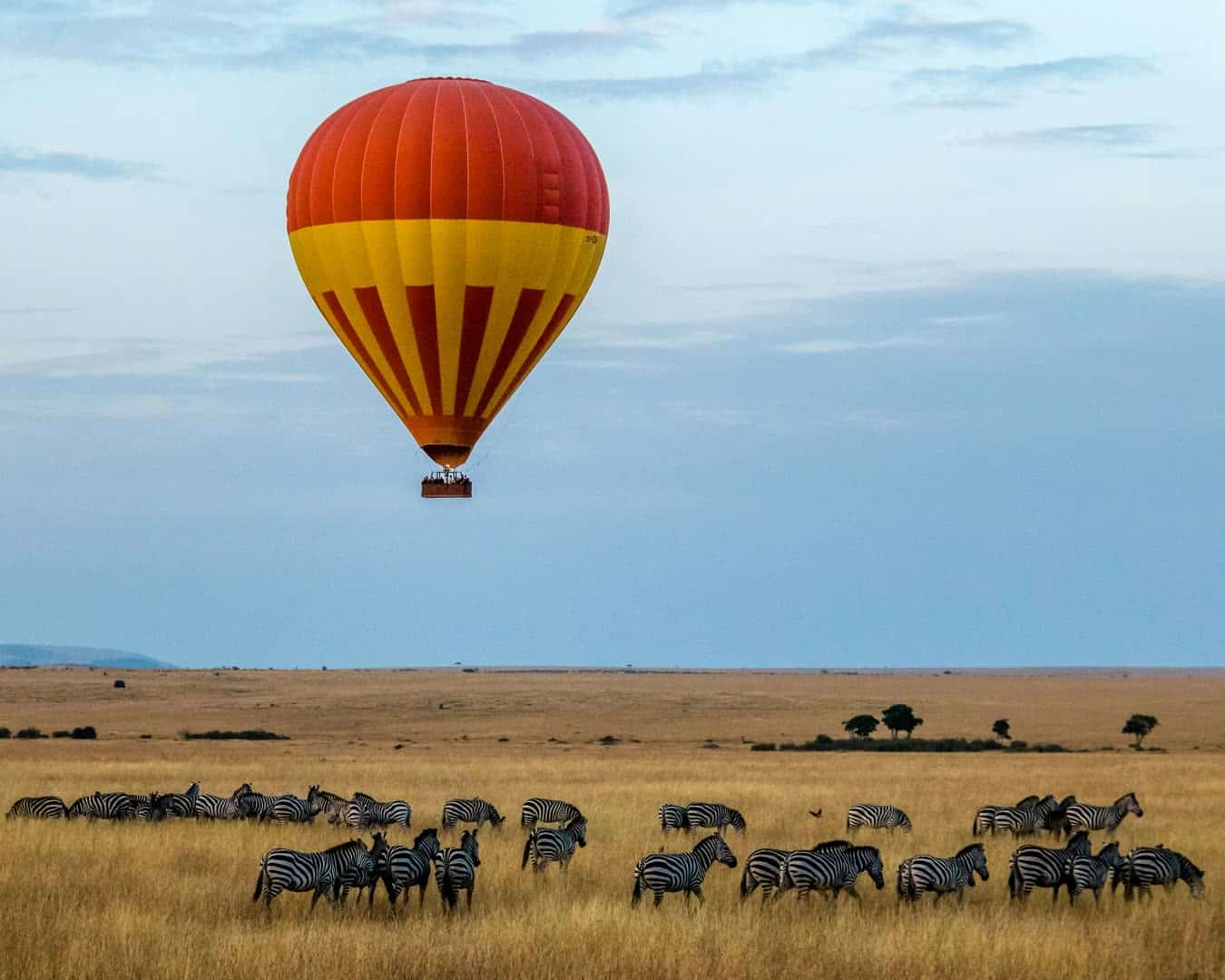 Hot air balloon floating over zebras in the Kenyan savanna at dawn