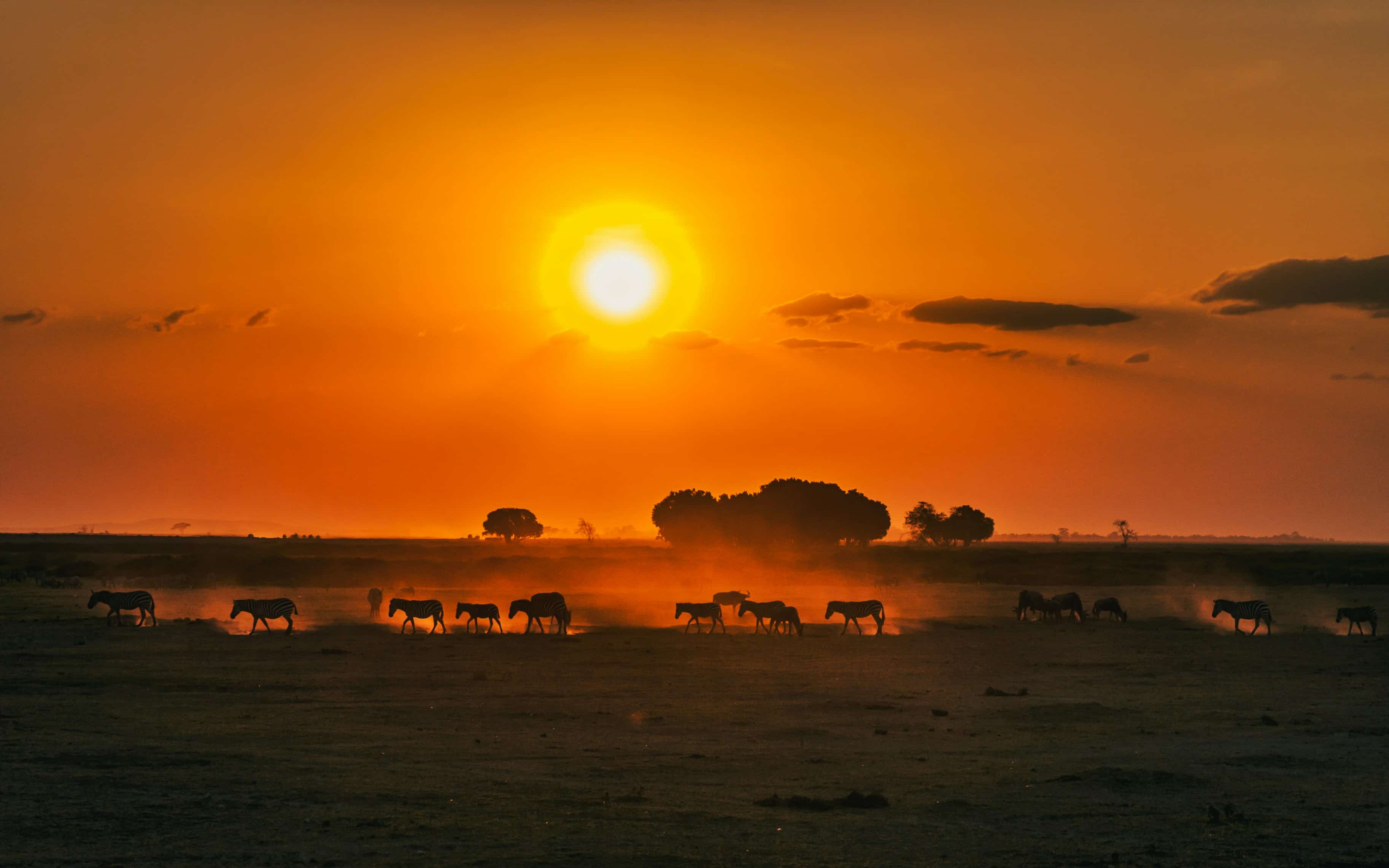 Wildlife silhouettes against a dramatic Kenyan sunset